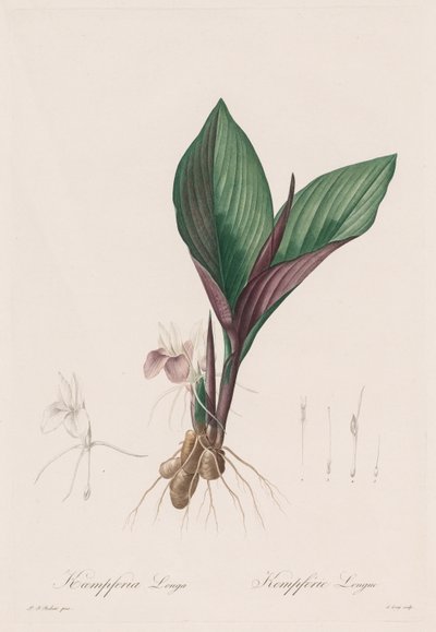 Les Liliacées: Kaempferia longa, 1802-1816. autorstwa Pierre Joseph Redouté
