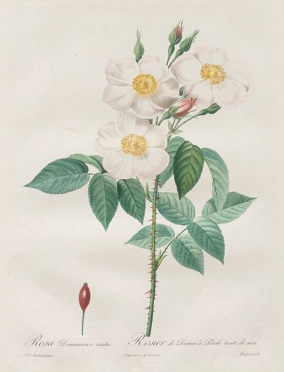 Les Roses: Rosa Damascena, subalba, 1817-1824. autorstwa Pierre Joseph Redouté