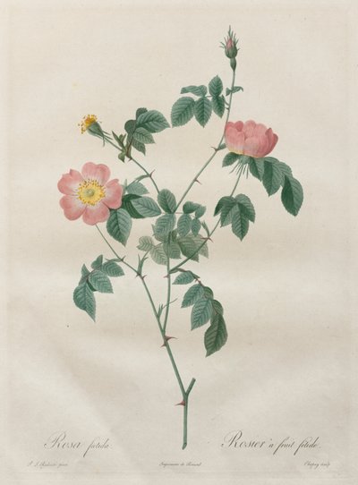 Les Roses: Rosa indica, 1817-1824. autorstwa Pierre Joseph Redouté