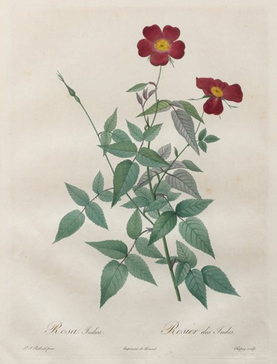 Les Roses: Rosa indica, 1817-1824. autorstwa Pierre Joseph Redouté