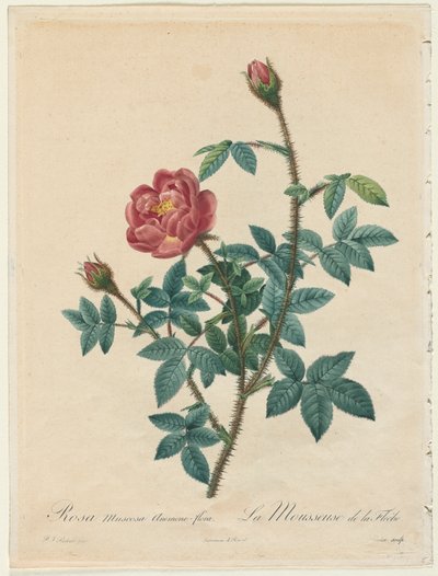 Róża mchu, 1817-1824. autorstwa Pierre Joseph Redouté