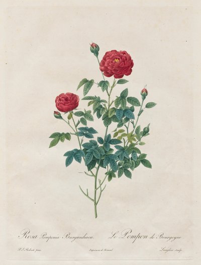 Różowy pompon, 1817-1824. autorstwa Pierre Joseph Redouté