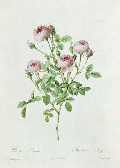 Rosa Pomponia, z 