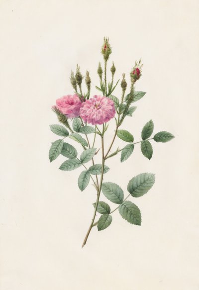 Rosa Pomponiana Muscosa, 1817-1824. autorstwa Pierre Joseph Redouté