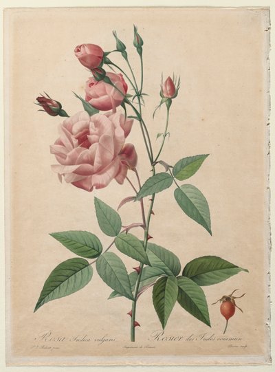 Róże: Chiny lub Róża bengalska, 1817-1824. autorstwa Pierre Joseph Redouté