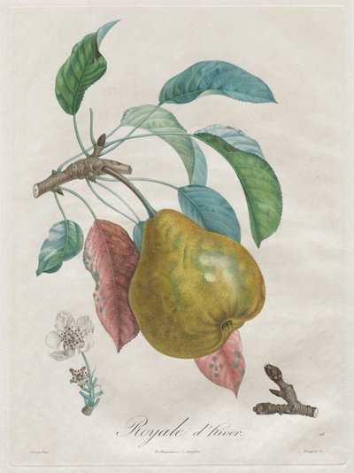 Traktat o drzewach owocowych: Królewska zima, 1808-1835. autorstwa Henri Louis Duhamel du Monceau