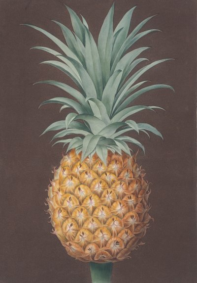 Sosna Antigua o zielonych liściach, 1807 r. autorstwa Henri Merke