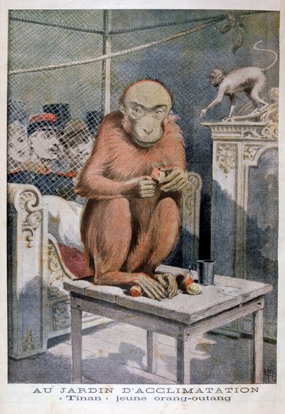 Orangutan Tinan, 1896 autorstwa Henri Meyer