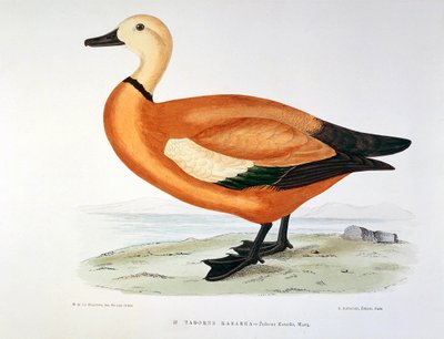 Reprezentacja kaczki tadorne kasarka Planche autorstwa H. Blanchere autorstwa Henri de la Blanchere
