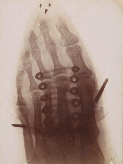 Stopa w bucie, 1896. autorstwa Henri van Heurck