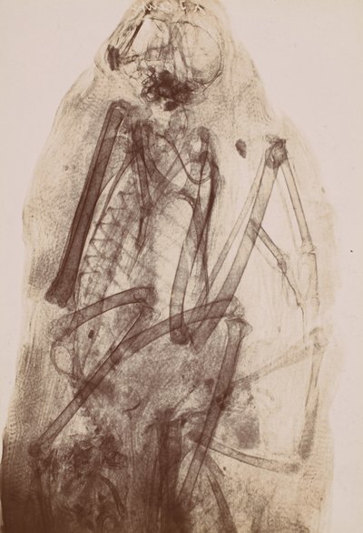 [Prześwietlenie mumii Raptora], 1896. autorstwa Henri van Heurck
