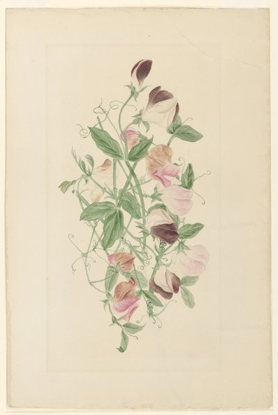 Słodki Groszek autorstwa Henrietta Benson Homer