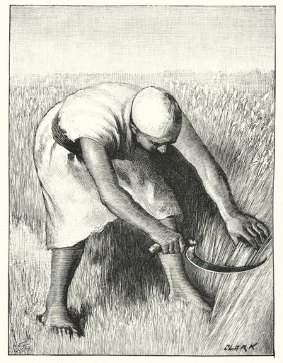 Żniwa na Wschodzie (lito) autorstwa Henry Andrew Harper