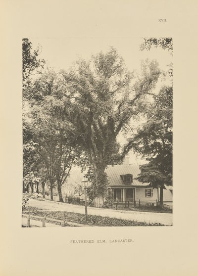 Feathered Elm, Lancaster autorstwa Henry Brooks