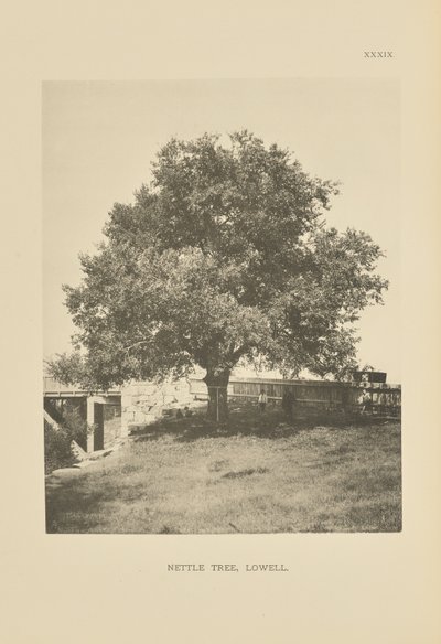 Nettle Tree, Lowell autorstwa Henry Brooks