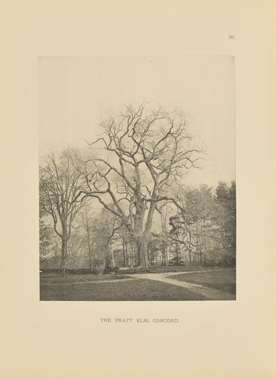 The Pratt Elm, Concord autorstwa Henry Brooks
