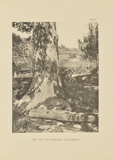 The Rice Buttonwood, Charlemont autorstwa Henry Brooks