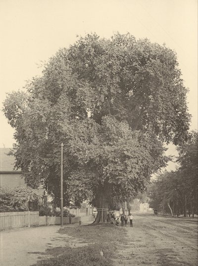 Wiąz Whittemore, Arlington autorstwa Henry Brooks