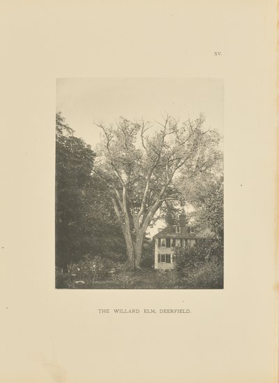 The Willard Elm, Deerfield autorstwa Henry Brooks