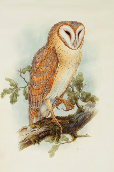 płomykówka, autorstwa Henry Constantine Richter