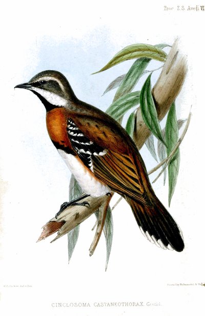 CinclosomaCastaneothoraxRichter autorstwa Henry Constantine Richter