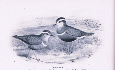 Dotterells, Nature in Britain, wyd. Collins, 1946 autorstwa Henry Constantine Richter