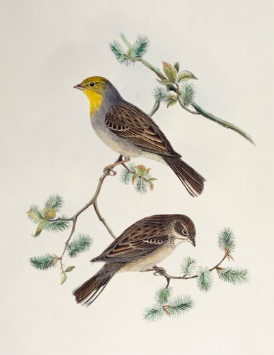 Emberiza cinerea, z Birds of Asia autorstwa Henry Constantine Richter