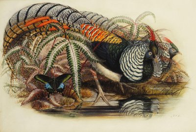 Bażant Lady Amherst, autorstwa Henry Constantine Richter