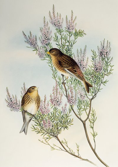 Twite (Carduelis flavirostris), z Birds of Great Britain autorstwa Henry Constantine Richter