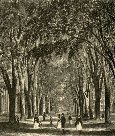 „Wiązy New Haven”, 1874. autorstwa Henry Duff Linton