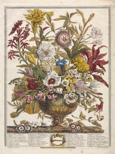 Dwanaście miesięcy kwiatów: wrzesień 1730. autorstwa Henry Fletcher