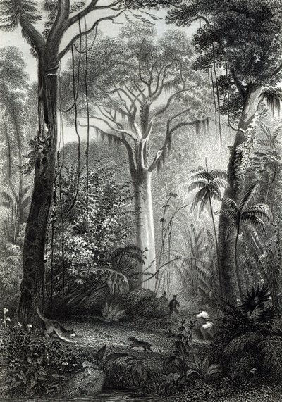 Scena w brazylijskim lesie rytowana przez J.Bishop autorstwa Henry George Hine