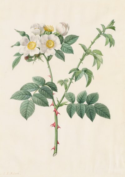 Brier Bush Rose lub Dog Rose (Rosa Leucantha) autorstwa Henry Joseph Redouté