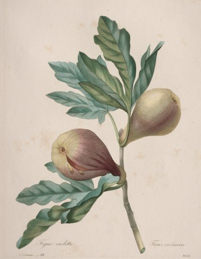 Wybór najpiękniejszych kwiatów...najpiękniejszych owoców: Violet Fig autorstwa Henry Joseph Redouté