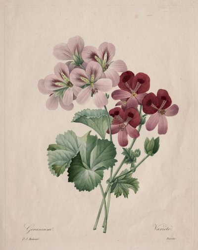 Pelargonia autorstwa Henry Joseph Redouté