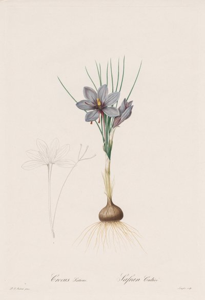 Liliaceae: Crocus Sativus autorstwa Henry Joseph Redouté