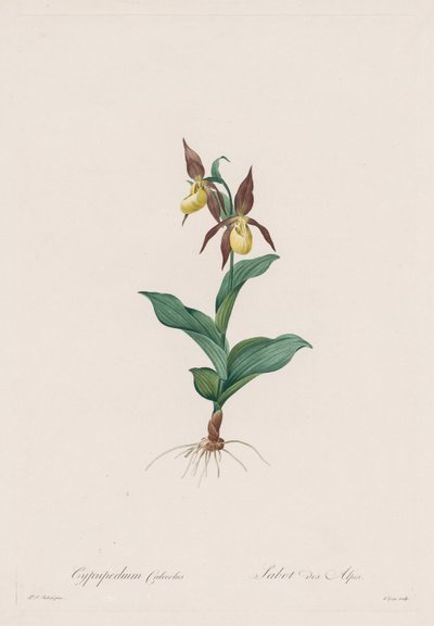 Les Liliacées: Cypripedium calceolus autorstwa Henry Joseph Redouté