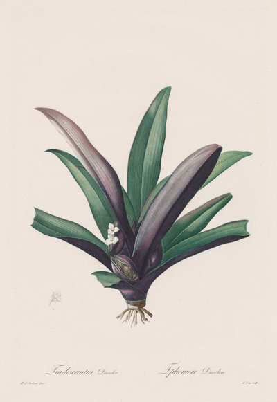 Les Liliacées: Odbarwienie Tradescantia autorstwa Henry Joseph Redouté