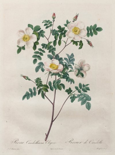 Les Roses: Rosa Candolleana Elegans autorstwa Henry Joseph Redouté