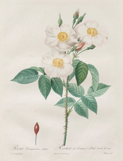 Róże: Rosa Damascena, subalba autorstwa Henry Joseph Redouté