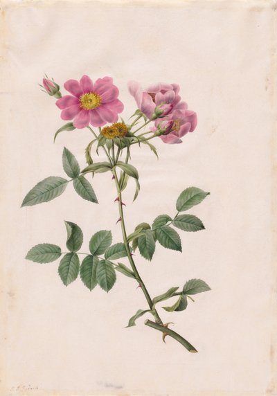 Wzgórze Rosa Monsonian autorstwa Henry Joseph Redouté