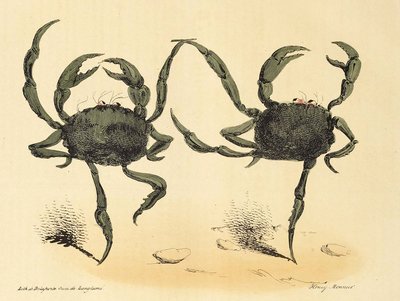 Fantastyczny taniec z La Caricature, wyd. 1831 litografia, 1831. autorstwa Henry Monnier