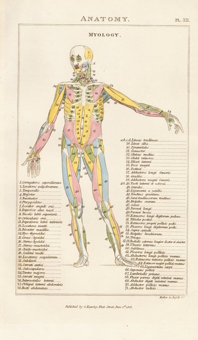Mięśnie ludzkiego ciała - widok z przodu autorstwa Henry Mutlow