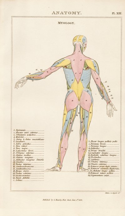 Mięśnie ludzkiego ciała - widok z tyłu autorstwa Henry Mutlow