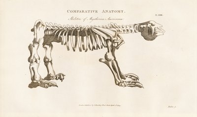 Szkielet Megatherium americanum autorstwa Henry Mutlow