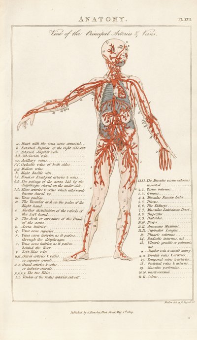 Widok głównych tętnic i żył autorstwa Henry Mutlow