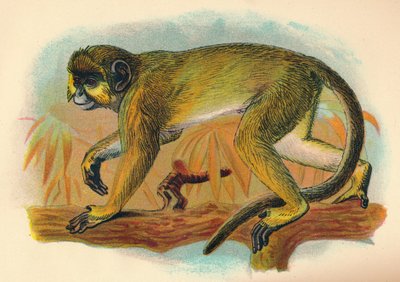 Talapoin, 1897 autorstwa Henry Ogg Forbes