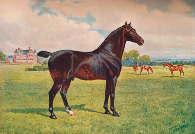 Hackney Pony ogier Berkeley Model, c1900 c1910 autorstwa Henry Powell Palfrey