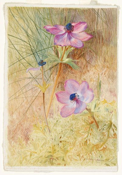 Dzikie zawilce florenckie autorstwa Henry Roderick Newman