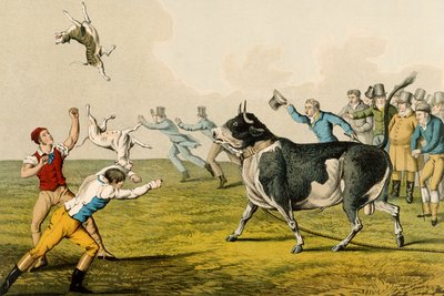 „Bull Baiting”, wyd. Thomas McLean, 1820, (druk) autorstwa Henry Thomas Alken